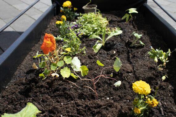 Colorful plants planted in the soil of the Beetmobil.